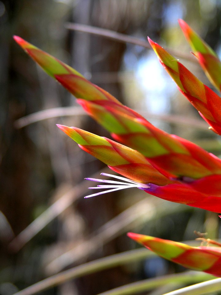 Bromeliad, NPSPhoto, R. Cammauf.jpg