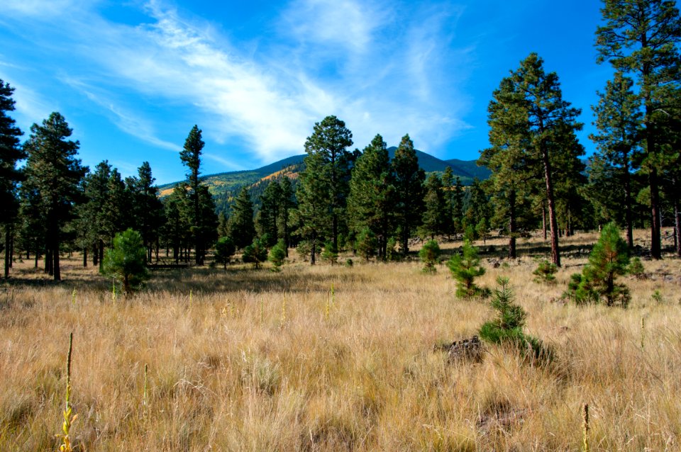 Around the Peaks Loop: FR 418