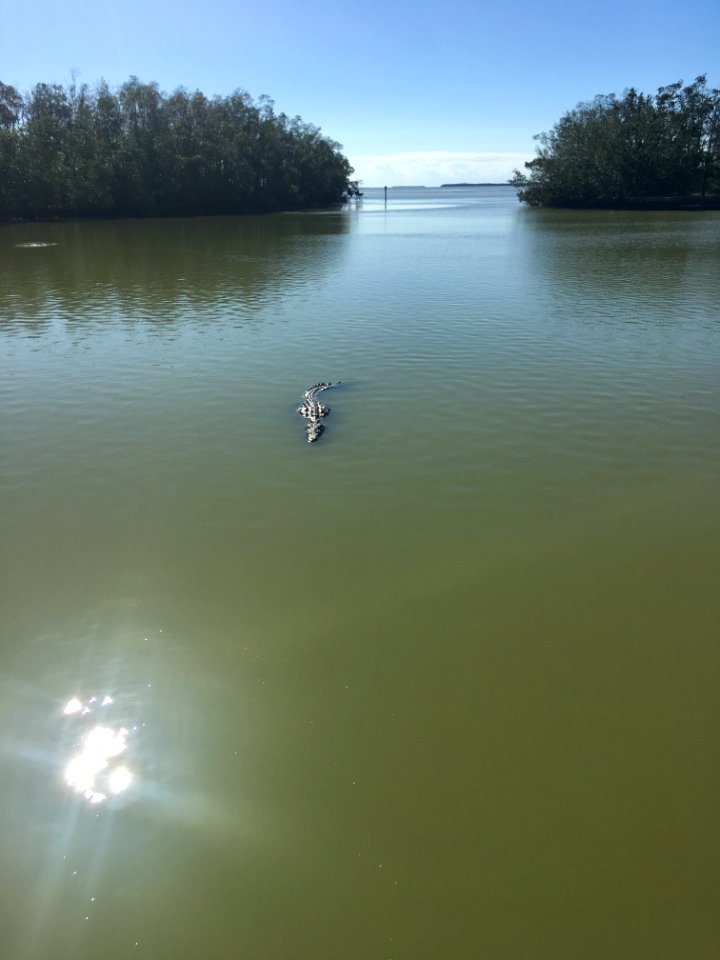 American Crocodile Flamingo NPS Photo D. Diaz