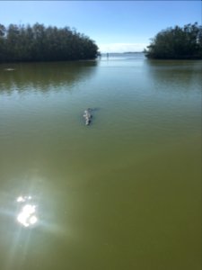 American Crocodile Flamingo NPS Photo D. Diaz