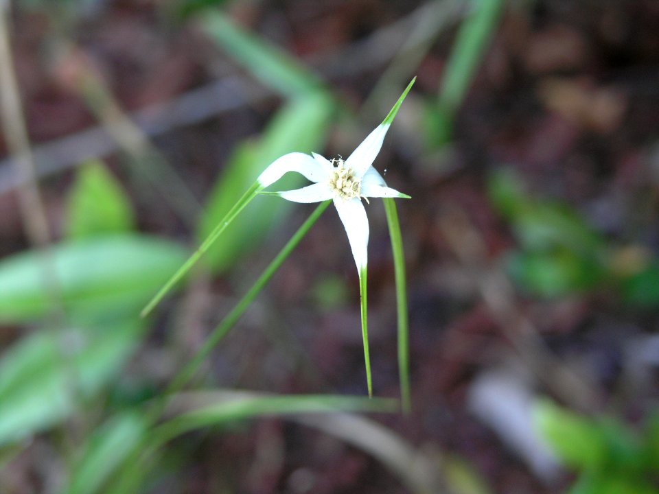 White Top Sedge, NPSPhoto, S.Zenner.jpg