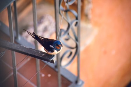 Barn Swallow in Spain