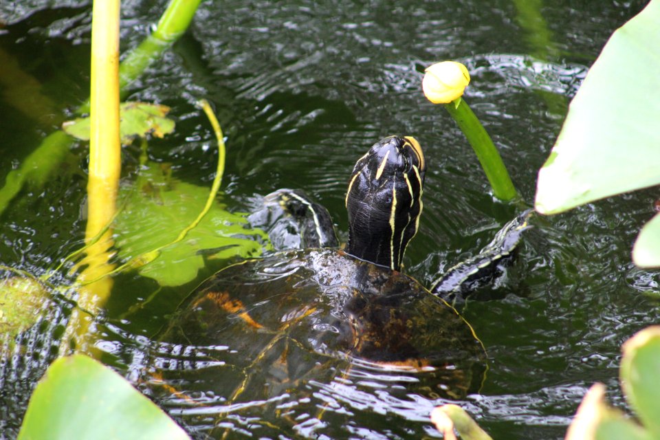 Yellow Bellied Slider