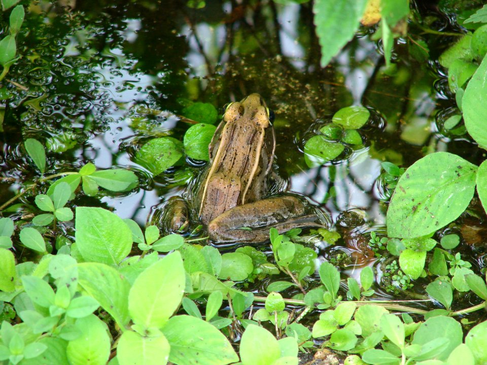 Leopard frog, NPSphotos.jpg