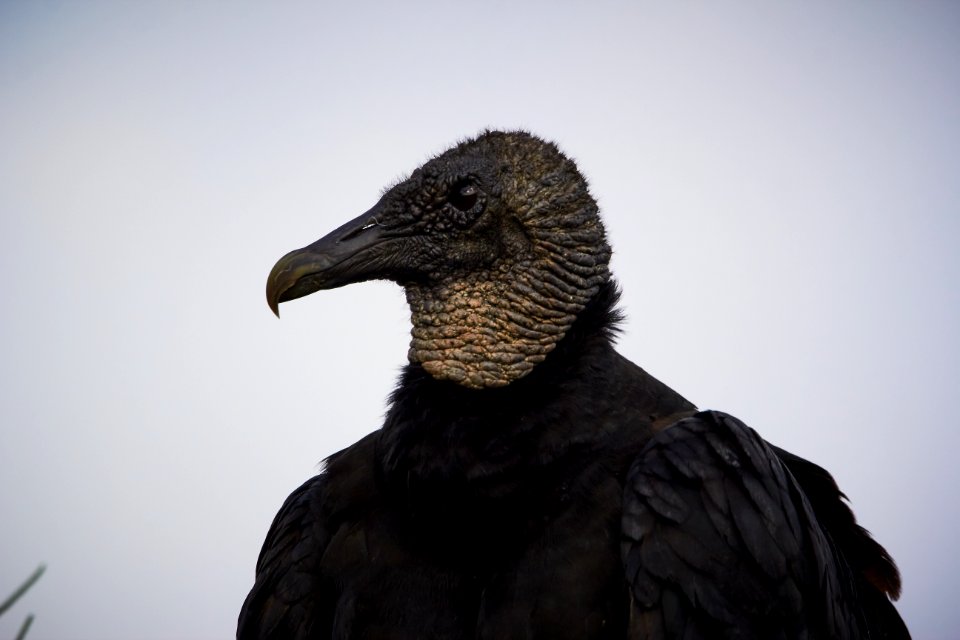 Black vulture photo