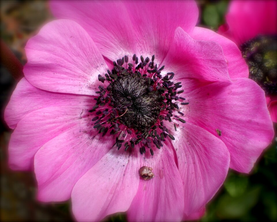 Blossom bloom ornamental plant