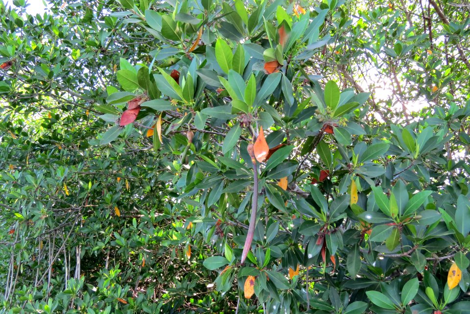 Mangroves at Paurotis Pond