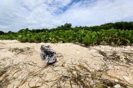 NPSPhoto M.Collier 2019 CS BeachClean Sponge
