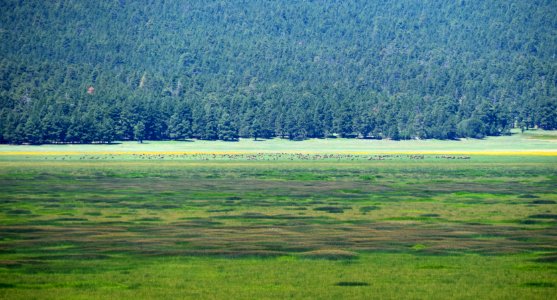 Elk in Mormon Lake