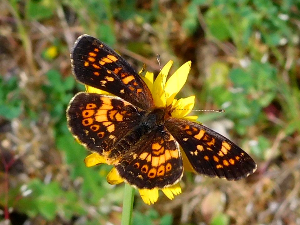 Field Crescent, Phyciodes pulchellus