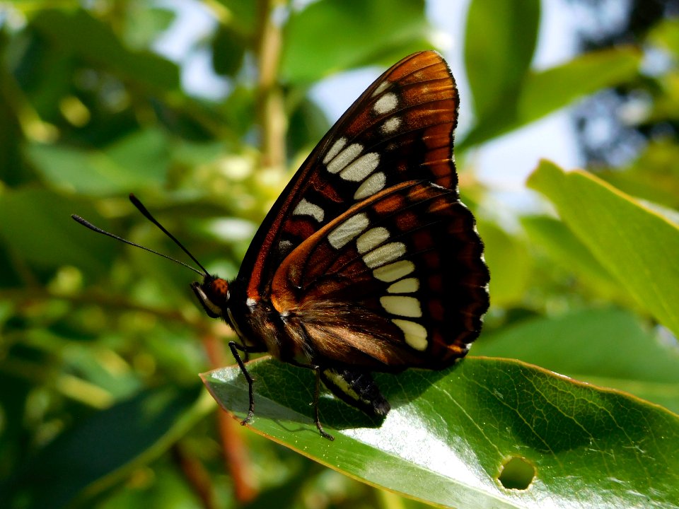 Lorquin's Admiral