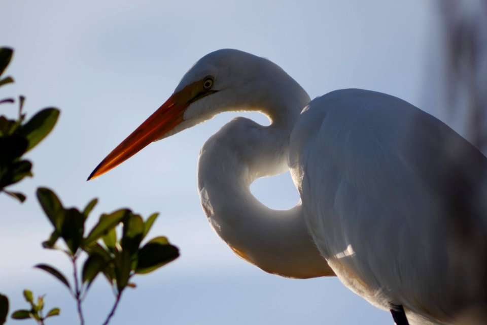 Great Egret