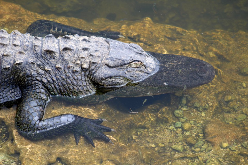 American Alligator Partially Submerged