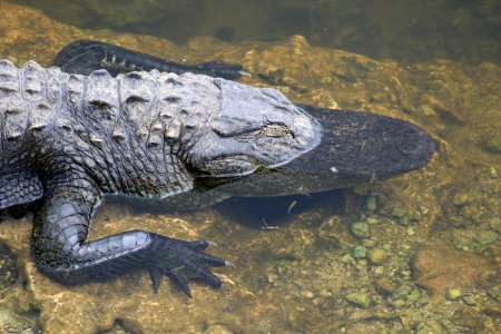 American Alligator Partially Submerged