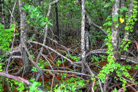 Mangrove Forest NPS Photo Glenn Gardner