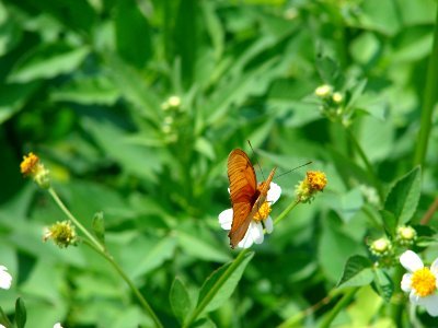 Julia Butterfly, NPSphotos.jpg (2) photo