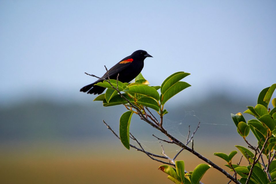 Red Winged Blackbird