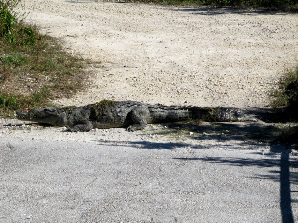 Croc on plug (2), NPSPhoto, SCotrell, 2011