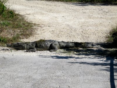 Croc on plug (2), NPSPhoto, SCotrell, 2011