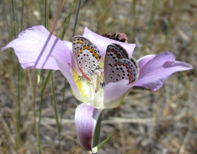 Melissa Blue, Plebejus melissa