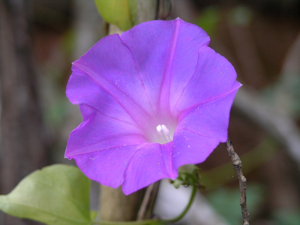 Morning Glory (2), NPSPhoto.jpg