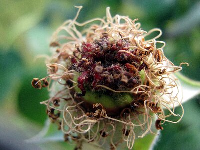Rose pistil dry