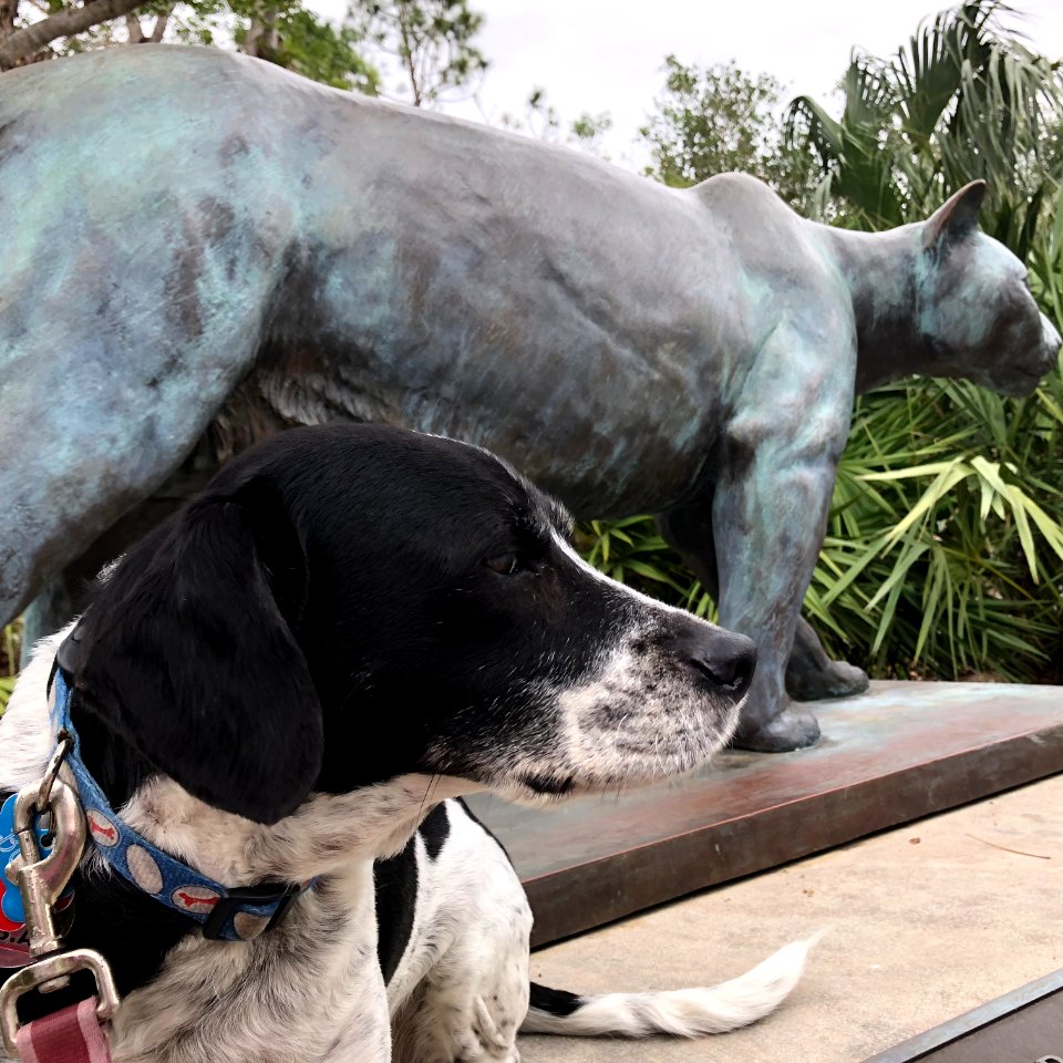 Service Dog Boo at the Ernest F. Coe Visitor Center
