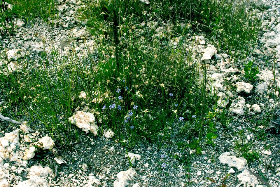 Hole In Donut Restoration Project (24), NPSPhoto.jpg