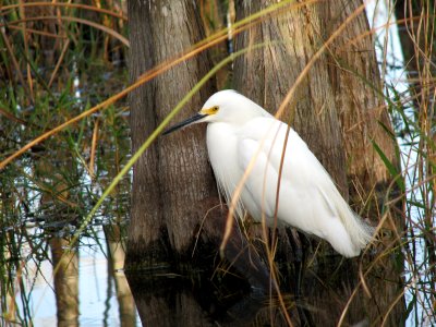 Snowy Egret by Cypress Tree