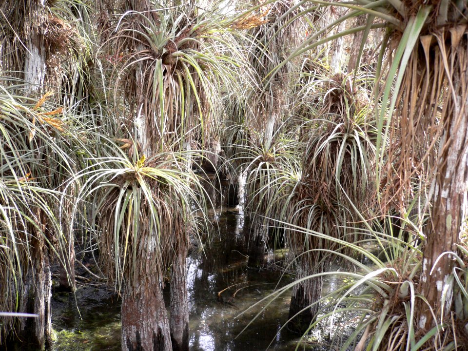 Bromeliads in Cypress Dome , NPSPhoto.jpg