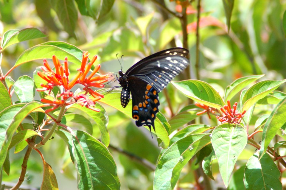 BUTTERFLY 2, NPSphotos.jpg (3)