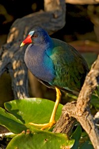 Purple Gallinule (4), NPSPhoto, R. Cammauf