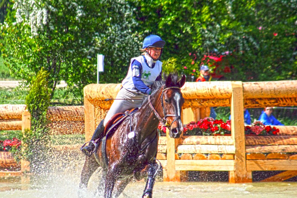 Eventing military-horse riding horse