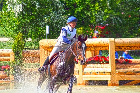 Eventing military-horse riding horse