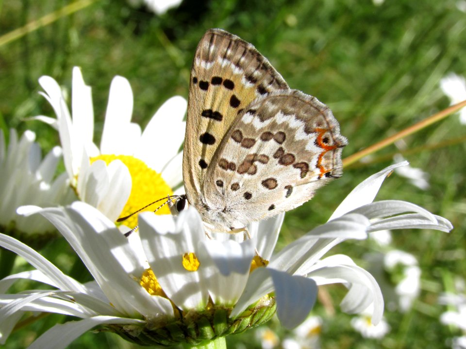 Edith's Copper, Lycaena editha