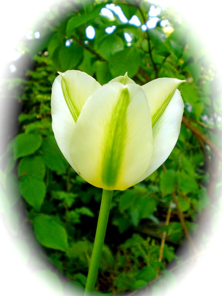 Blossom bloom green