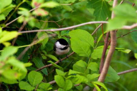 Black-Capped Chickadee 5-11-2010 6829