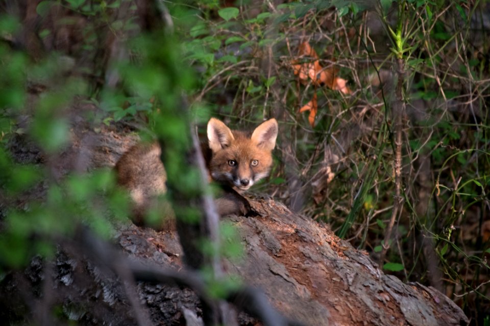 Red Fox 05-05-2018 005