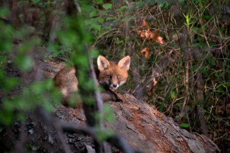 Red Fox 05-05-2018 005