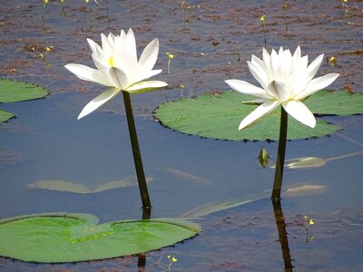 Water white lake