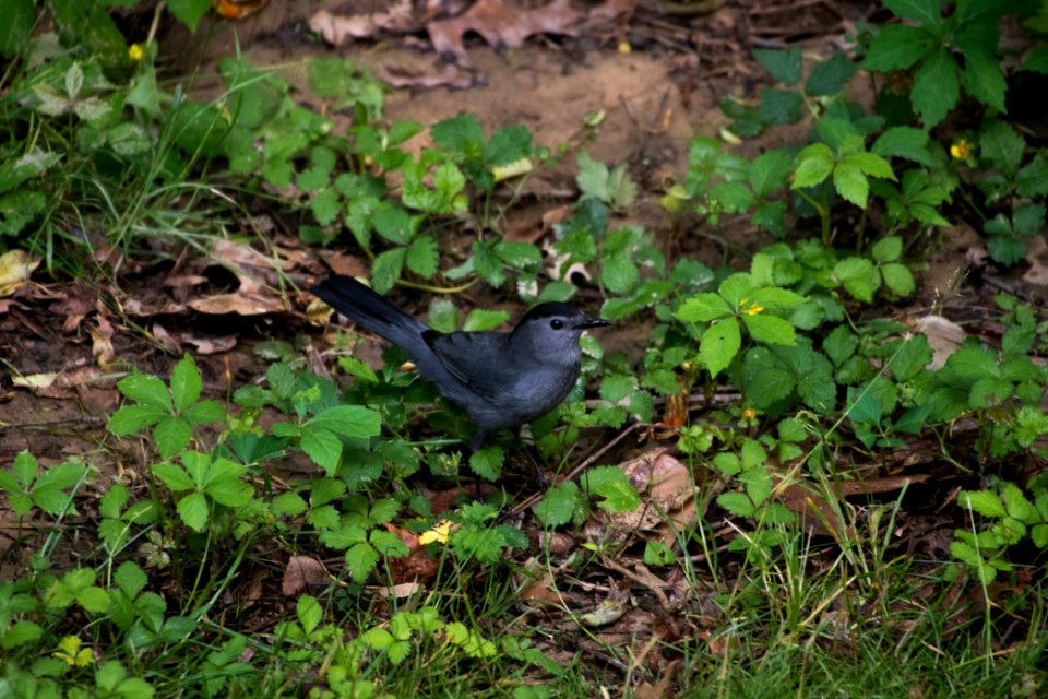 Gray Catbird 05-20-2018 02