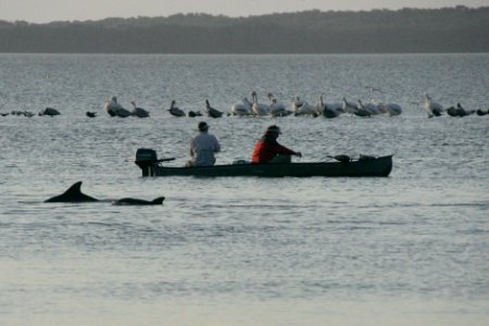 Dolphin Florida Bay, NPSPhoto, R. Cammauf