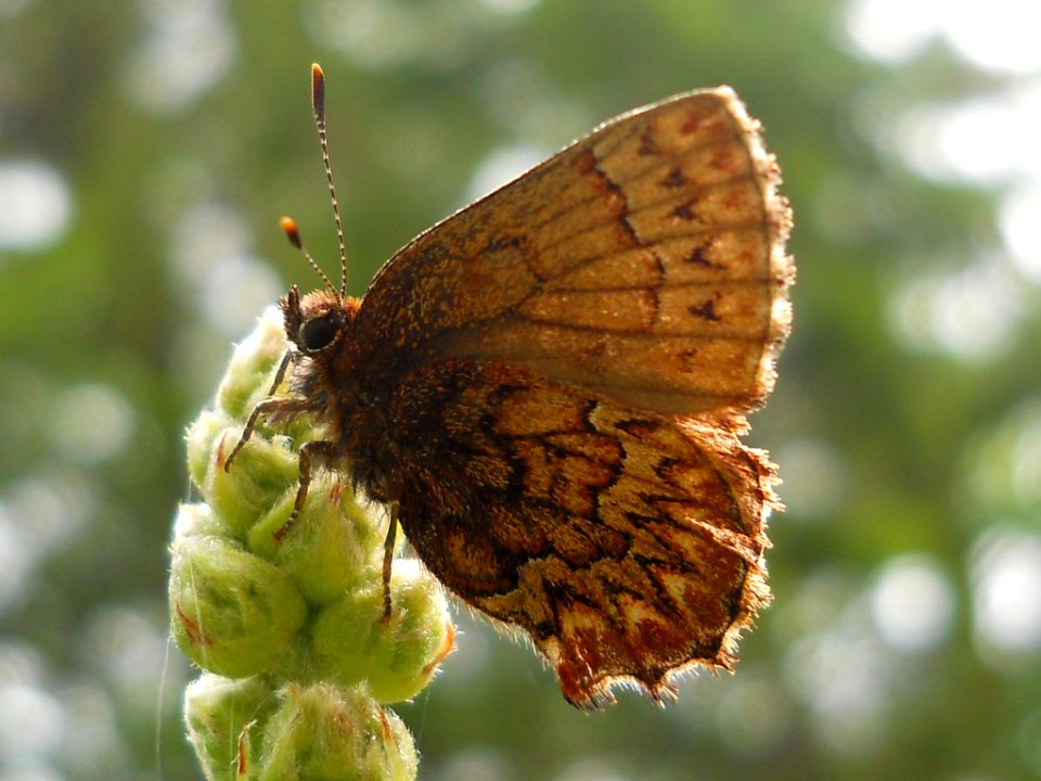 Western Pine Elfin