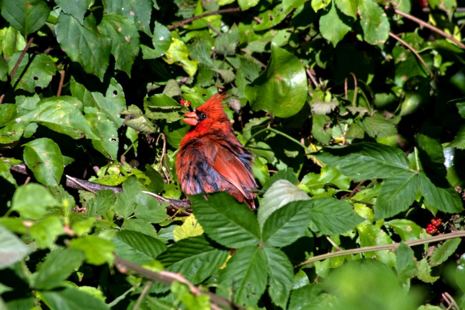 Northern Cardinal 07-18-2018 10
