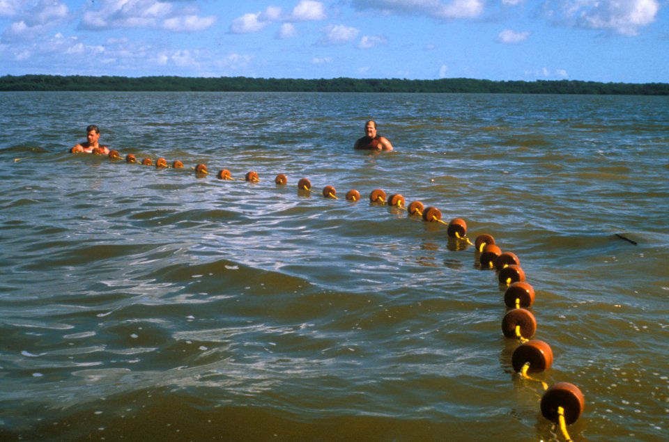 Manatee Rescue (1) 136FL, NPSPhoto, O'Donnell