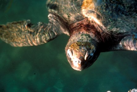 Sea Turtle, NPSPhoto (2)