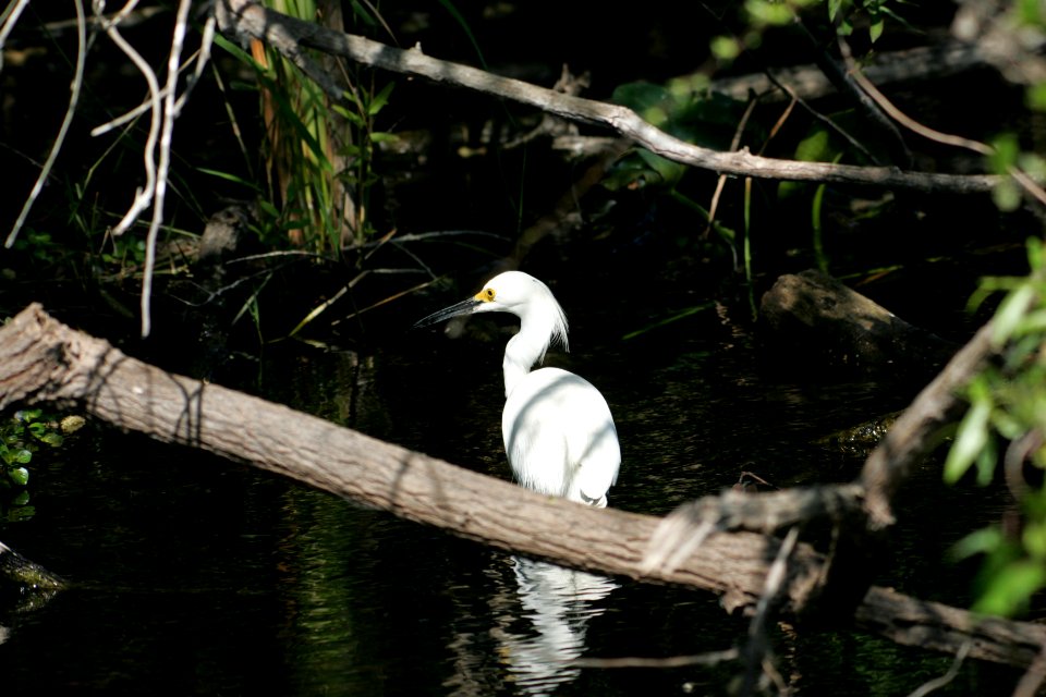 Snowy Egret (2), NPSPhoto, R. Cammauf