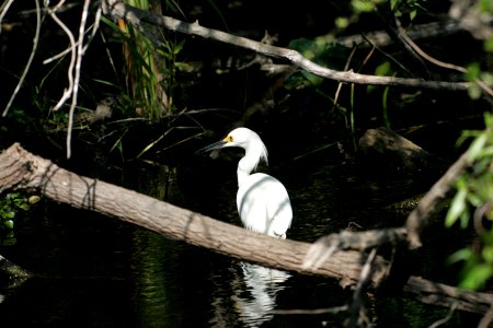 Snowy Egret (2), NPSPhoto, R. Cammauf photo