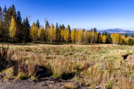 Fall color at Aspen Loop