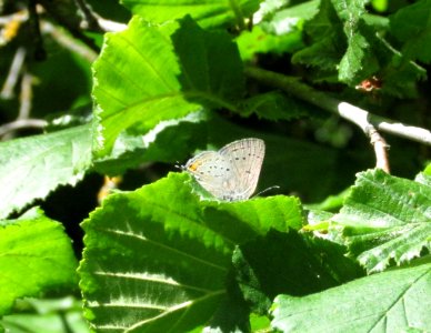California Hairstreak, Satyrium californica obscurafacies